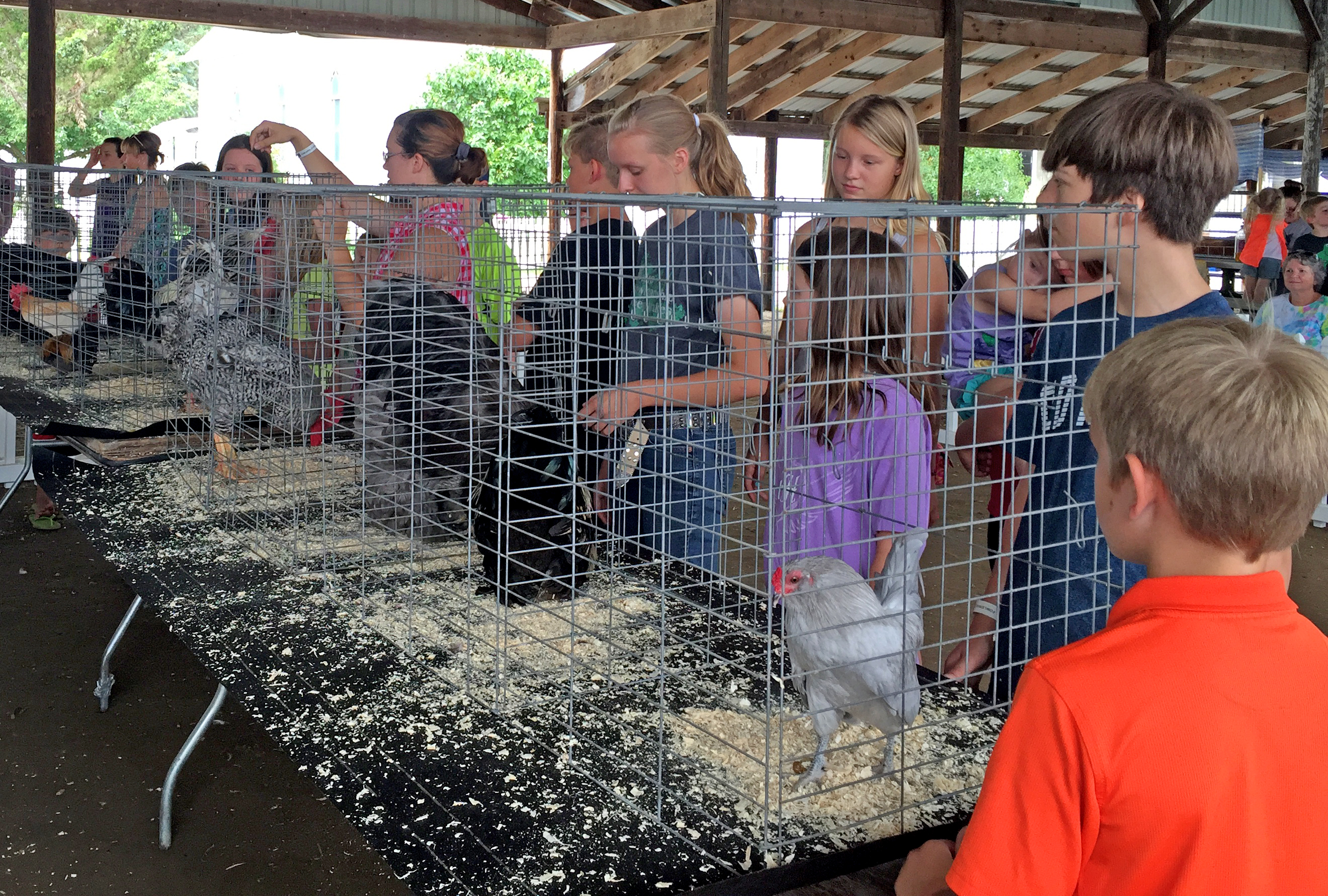 Poultry show